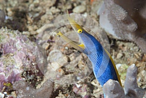 Blue Ribbon Eel Rhinomuraena quaesita
