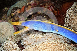 Blue Ribbon Eel, Rhinomuraena quaesita