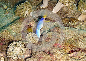 Blue Ribbon Eel (Rhinomuraena Quaesita) in the filipino sea 13.1.2012