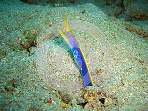 Blue Ribbon Eel (Rhinomuraene Quaesita) in the filipino sea 15.11.2012