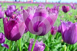 Blue Ribbon Tulips at Woodenshoe Tulip Farm in Woodburn Oregon