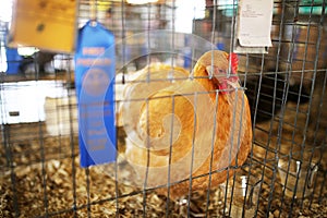 Blue Ribbon Winning Gold Comet Hen Chicken Shown at County Fair