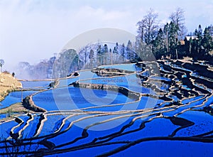 Blue rice terraces of yuanyang photo