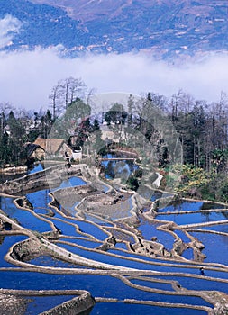 Blue rice terraces of yuanyang