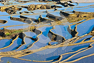 Blue rice terraces of yuanyang