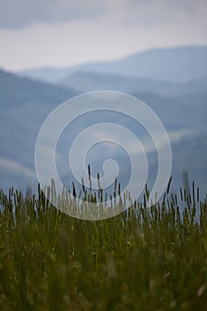 Blue Ridge Mountains with Meadow