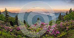 Blue Ridge Mountains, Rhododendron, sunrise