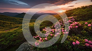 Blue Ridge Parkway Mountains Sunset over Spring Rhododendron Flowers