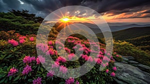 Blue Ridge Parkway Mountains Sunset over Spring Rhododendron Flowers