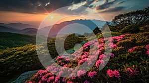 Blue Ridge Parkway Mountains Sunset over Spring Rhododendron Flowers