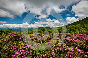 Blue Ridge Parkway North Carolina Scenic Spring Flowers Mountain Landscape Photography