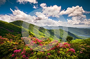 Blue Ridge Parkway North Carolina Scenic Summer Flowers Mountain Landscape Photography
