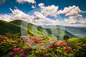 Blue Ridge Parkway North Carolina Scenic Summer Flowers Mountain Landscape Photography photo