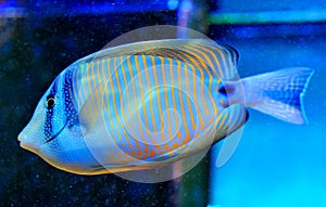 Blue Ring Angelfish