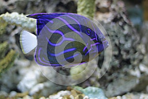 Blue ring angelfish