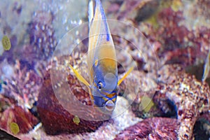 Blue-ring angelfish