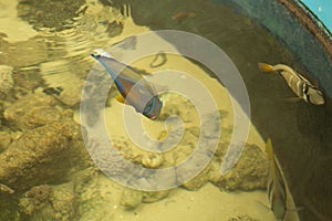 Blue ring angelfish Marine fish.Pomacanthus annularis .Blue ring