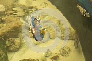 Blue ring angelfish Marine fish.Pomacanthus annularis .Blue ring
