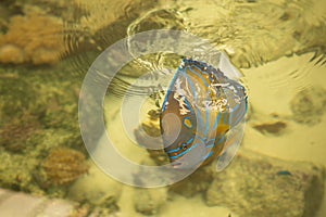 Blue ring angelfish Marine fish.Pomacanthus annularis .Blue ring