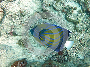 Blue-ring angelfish in Perhentian Kecil
