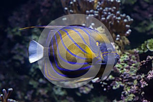 Blue ring angelfish (Pomacanthus annularis).