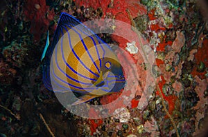 Blue ring angelfish, Pomacanthus annularis