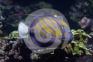 Blue ring angelfish Pomacanthus annularis.