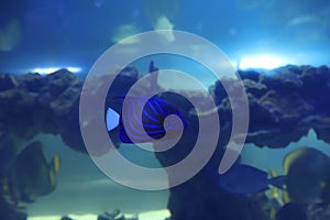Blue ring angelfish swimming in aquarium water