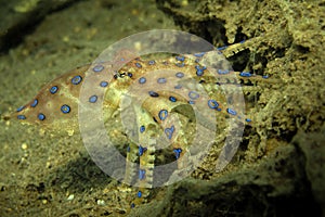 Blue Ring Octopus