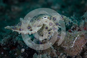 Blue Ring Octopus