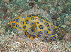 Blue ring octopus