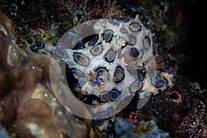 Blue Ring Octopus on Reef in Indonesia