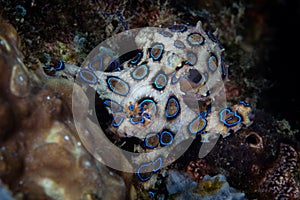 Blue Ring Octopus on Reef in Indonesia photo