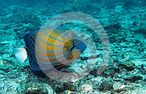 Blue ringed angelfish