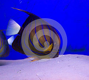 Blue ringed angelfish underwater background