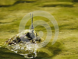 Blue-ringed Dancer Damselfly (Argia sedula)