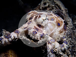 Blue ringed Octopus photo