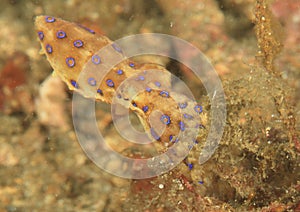 Blue-ringed octopus photo