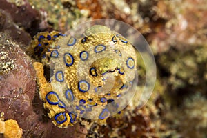 Blue-Ringed Octopus photo