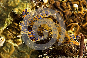 Blue-Ringed Octopus photo