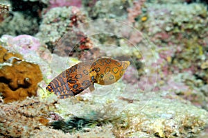 Blue-ringed octopus photo