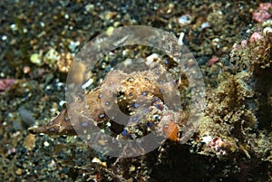 Blue-ringed octopus Hapalochlaena lunulata photo