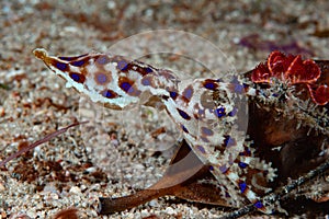 Blue-ringed octopus Hapalochlaena lunulata