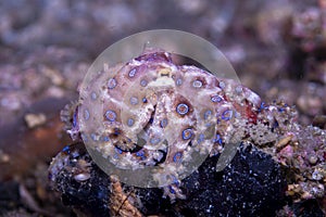 Blue-ringed octopus Hapalochlaena lunulata