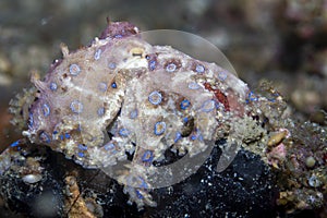 Blue-ringed octopus Hapalochlaena lunulata