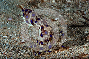 Blue-ringed octopus Hapalochlaena lunulata photo