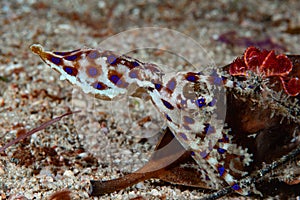Blue-ringed octopus Hapalochlaena lunulata photo