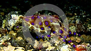 Blue-ringed octopus in Lembeh strait Indonesia