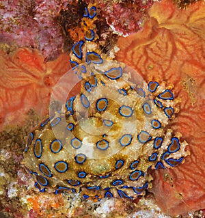 Blue ringed octopus on a shipwreck photo