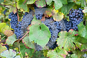 Blue ripe grapes growing on the vineyard, Moselle valley in autumn